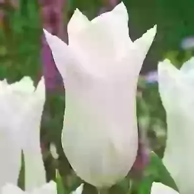 White Triumphator